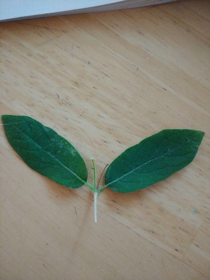 Lonicera dioica leaf