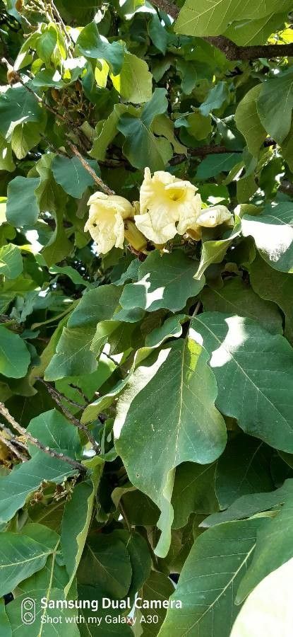 Fernandoa adenophylla flower