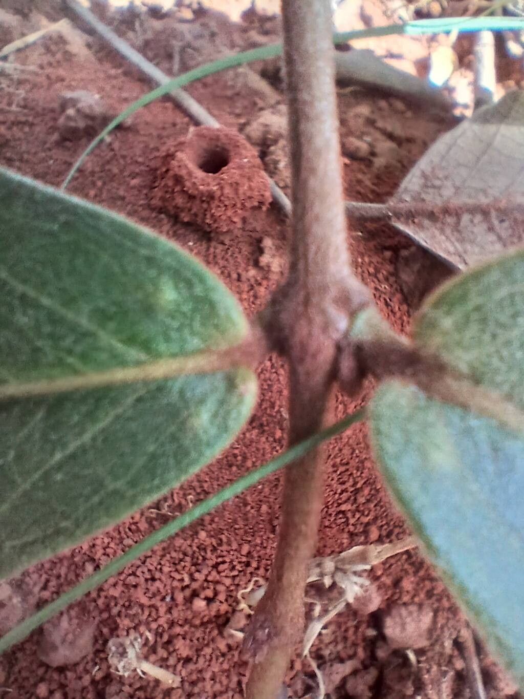 Heteropterys oberdanii other