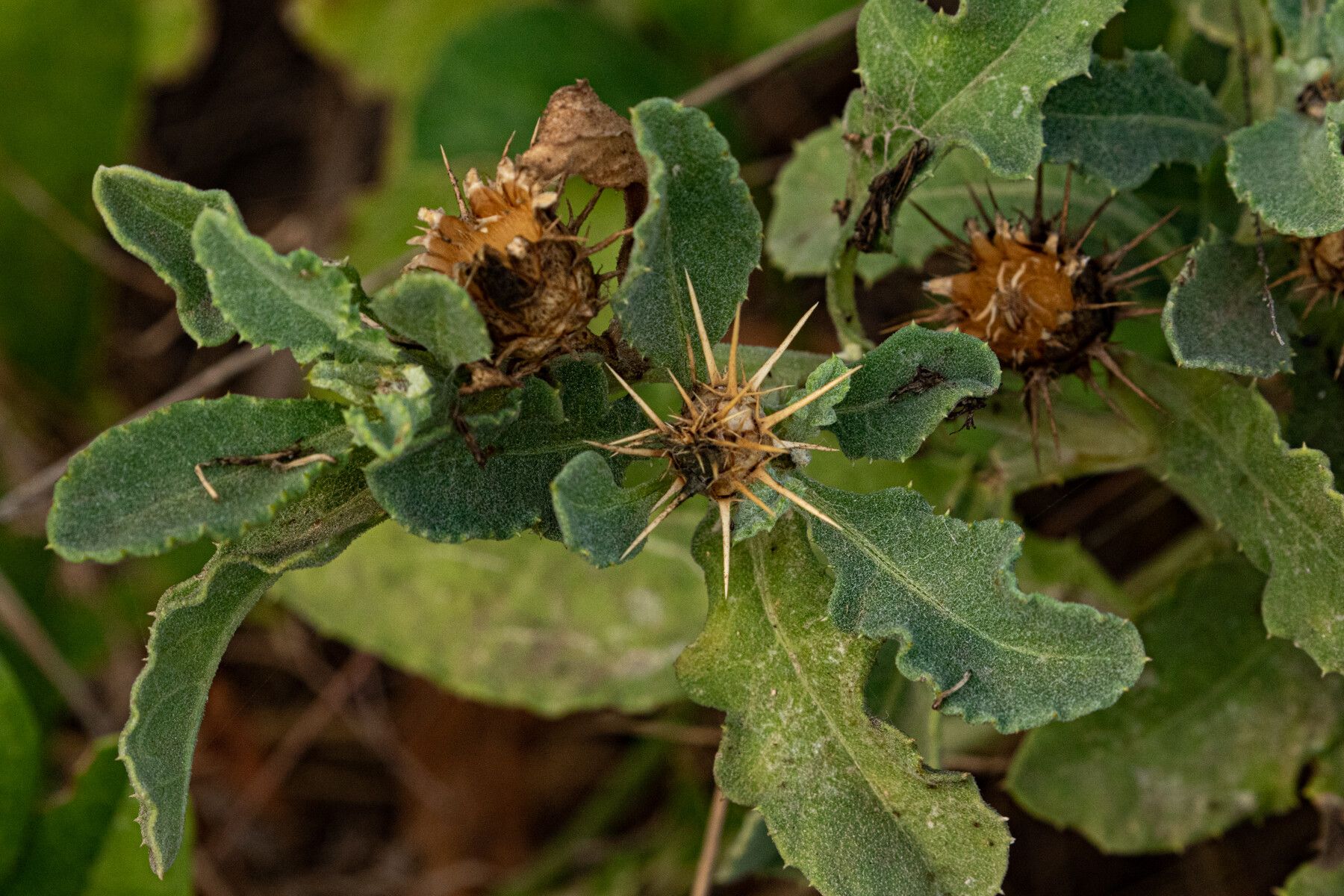 Centaurea perrottettii leaf