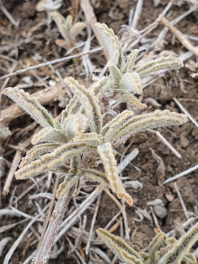 Coleus xylopodus leaf