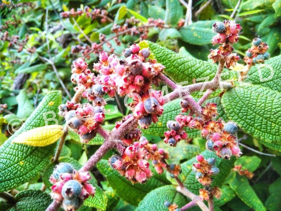 Miconia multiplinervia flower