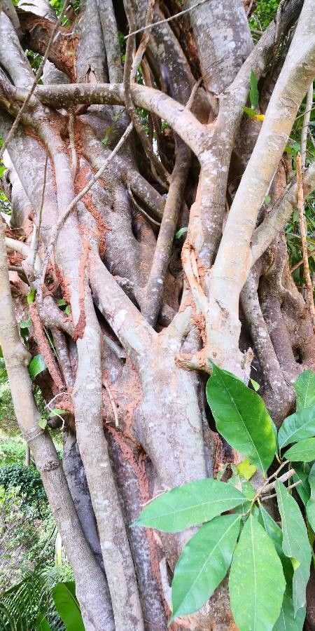 Ficus tinctoria bark