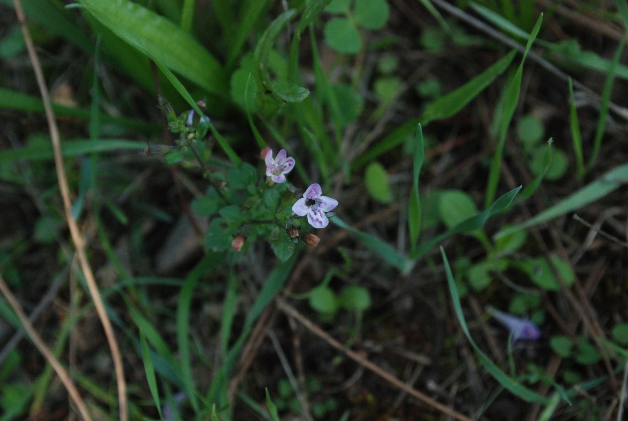 Clinopodium ascendens flower