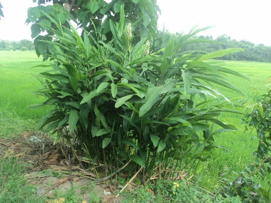 Alpinia galanga habit