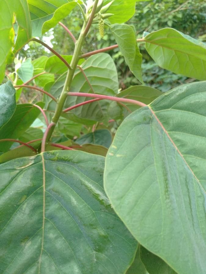 Homalanthus populneus other