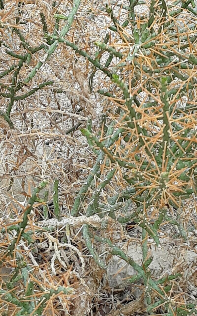 Cylindropuntia leptocaulis bark