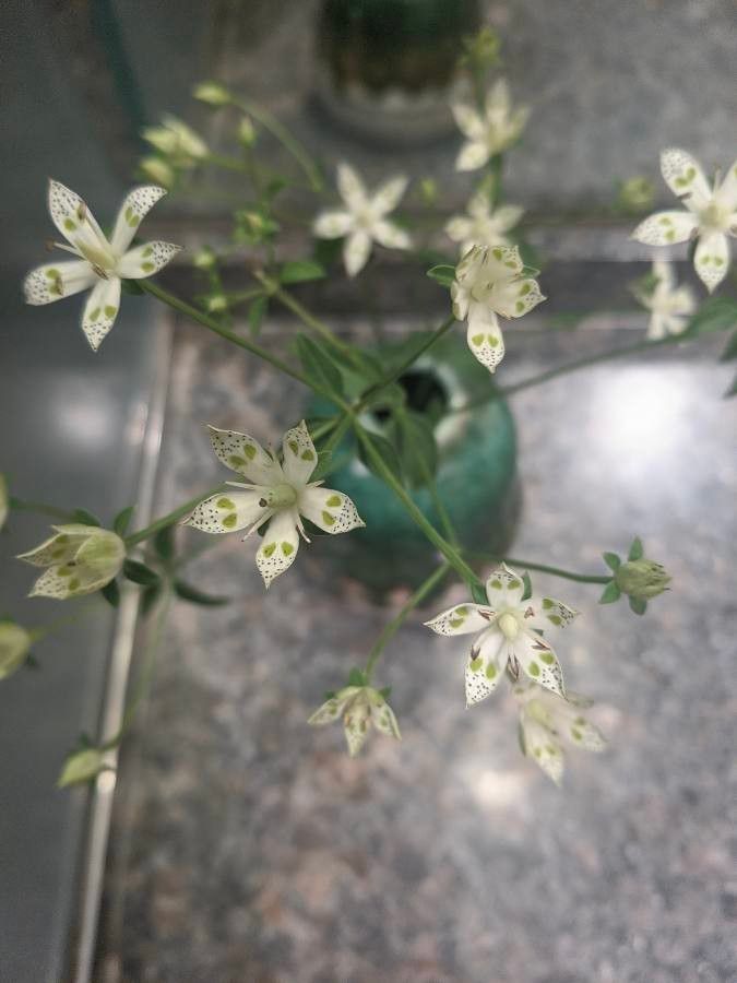 Swertia bimaculata flower