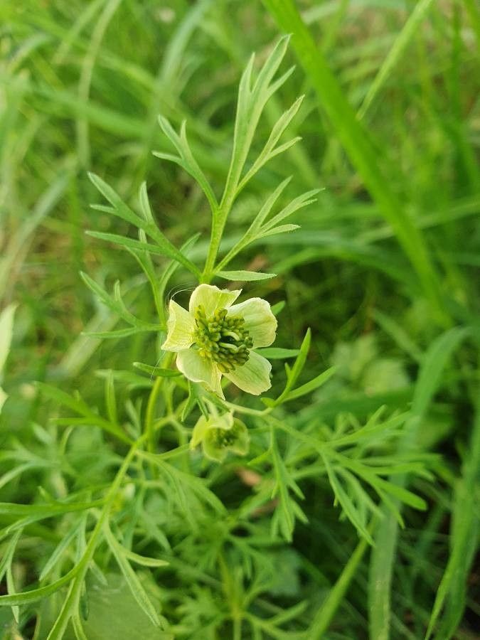 Nigella sativa flower