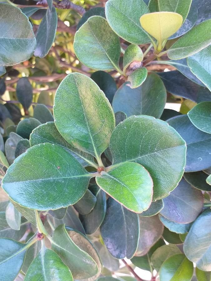 Rhaphiolepis umbellata — houseplant care guide