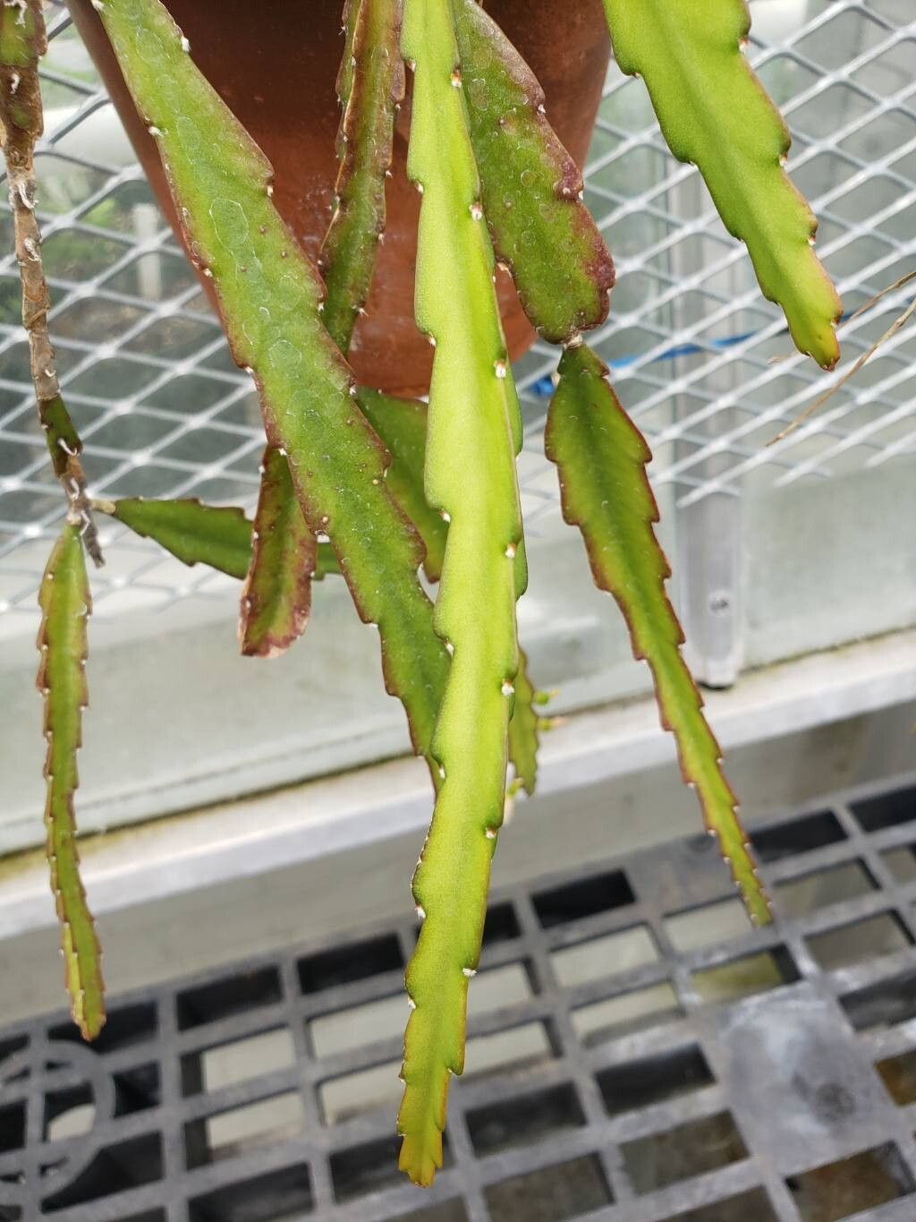 Lepismium lorentzianum — related species from the same genus