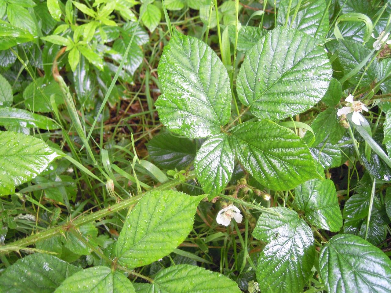 Rubus tamarensis — houseplant care guide