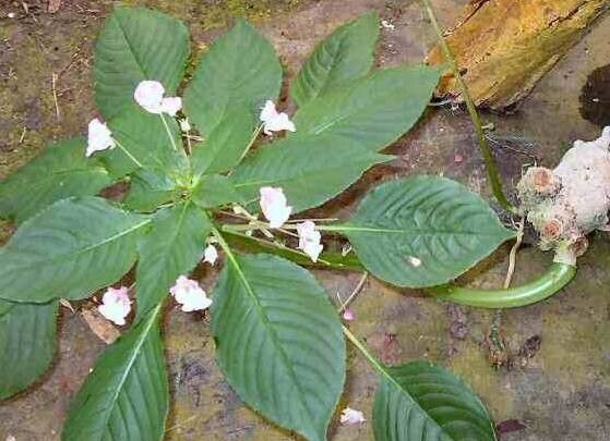 Impatiens tuberosa habit