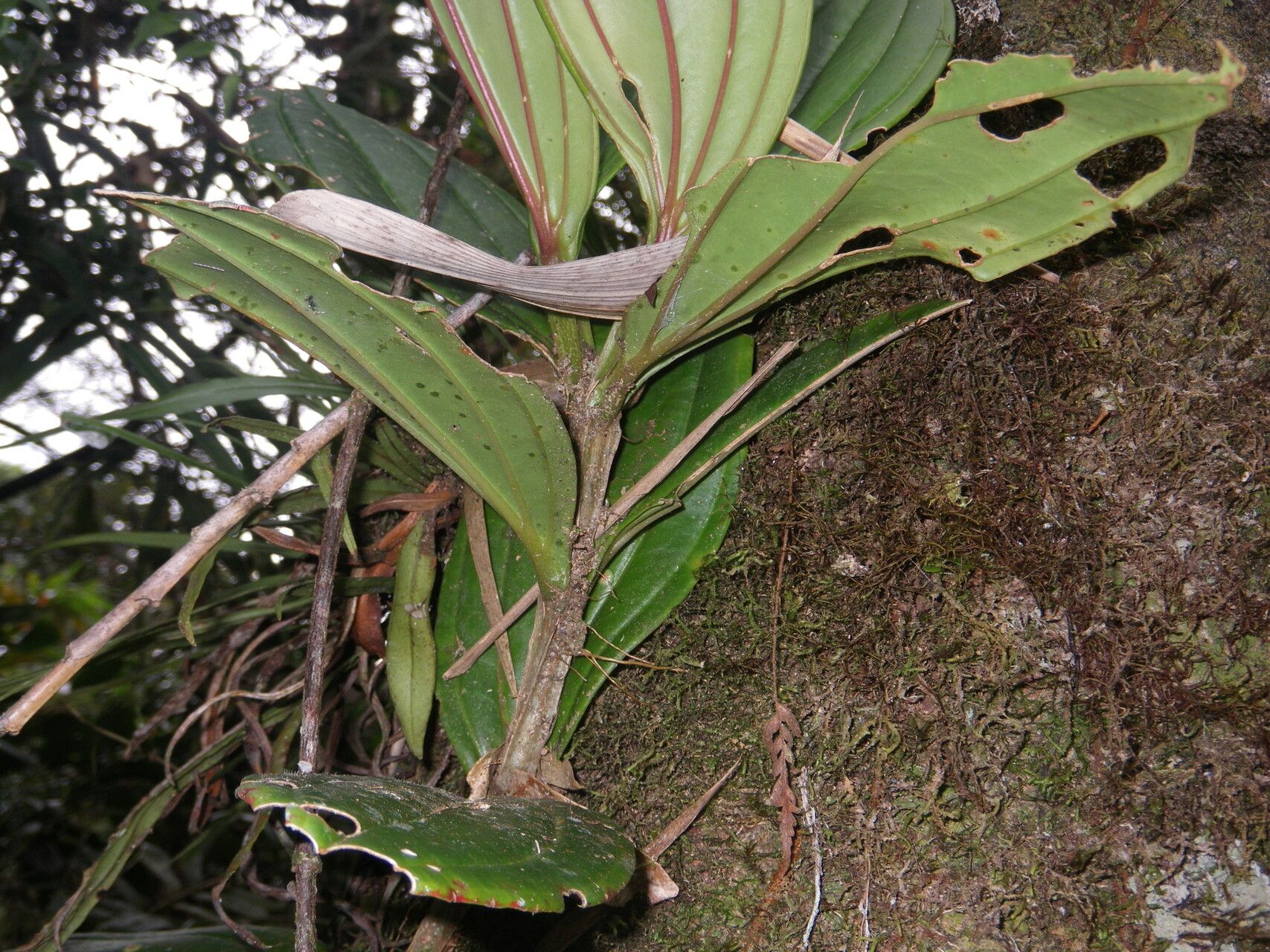 Medinilla lophoclada — search result for 'Medinilla'