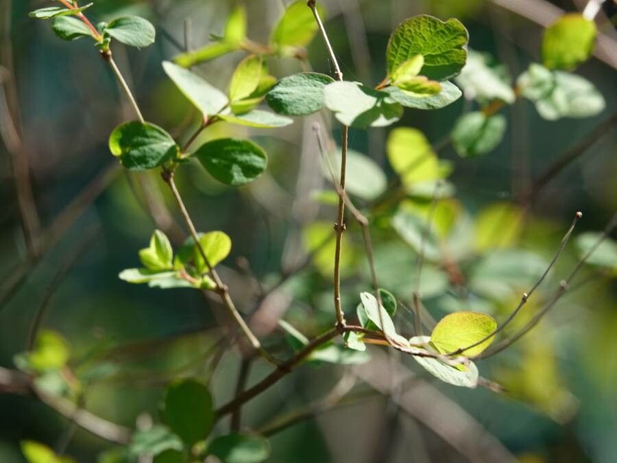 Lonicera subspicata — search result for 'Lonicera'