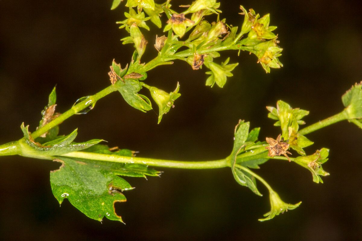 Alchemilla glabra fruit