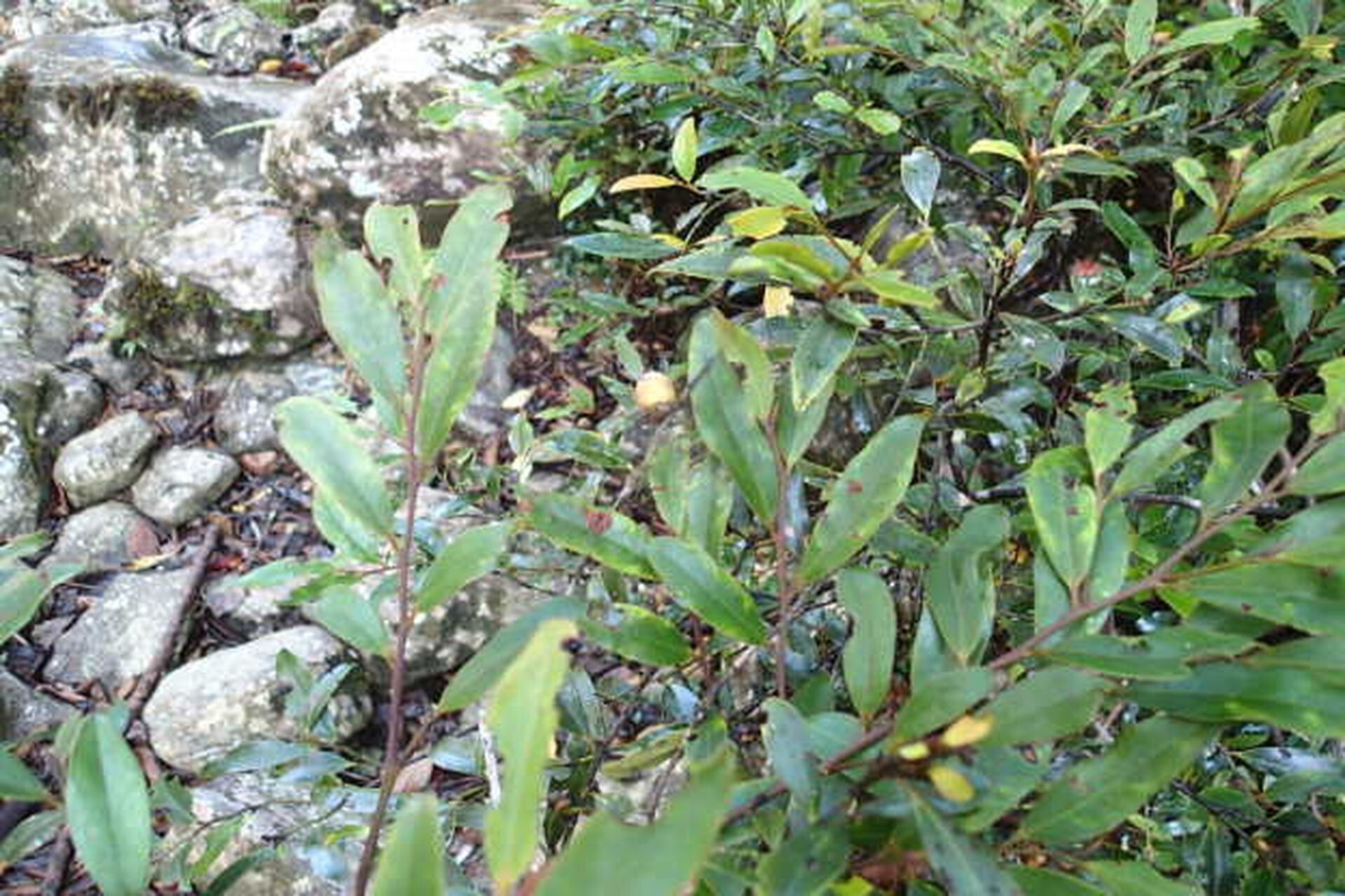 Diospyros labillardierei leaf