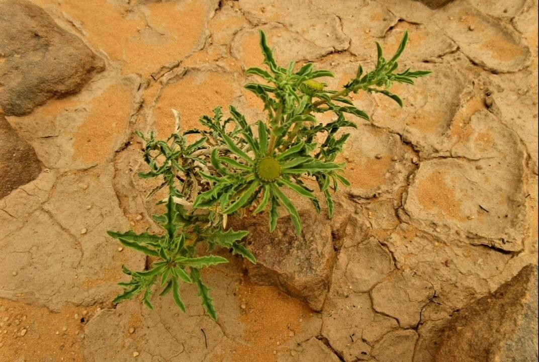 Asteriscus graveolens leaf