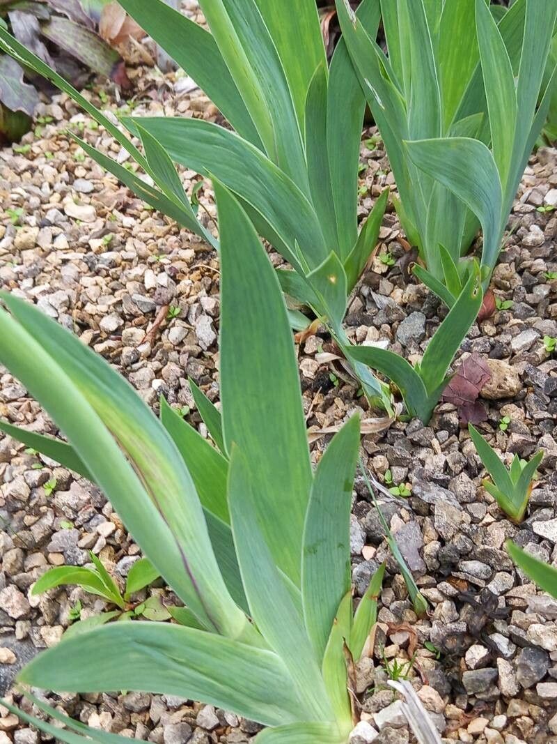 Iris orjenii — houseplant care guide