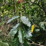 Coffea arabica
