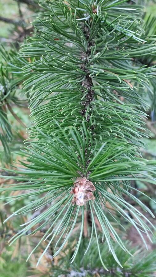 Pinus aristata leaf