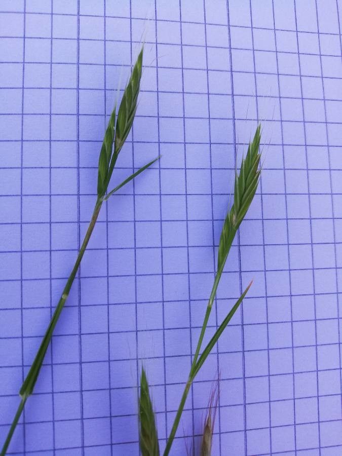 Brachypodium distachyon flower