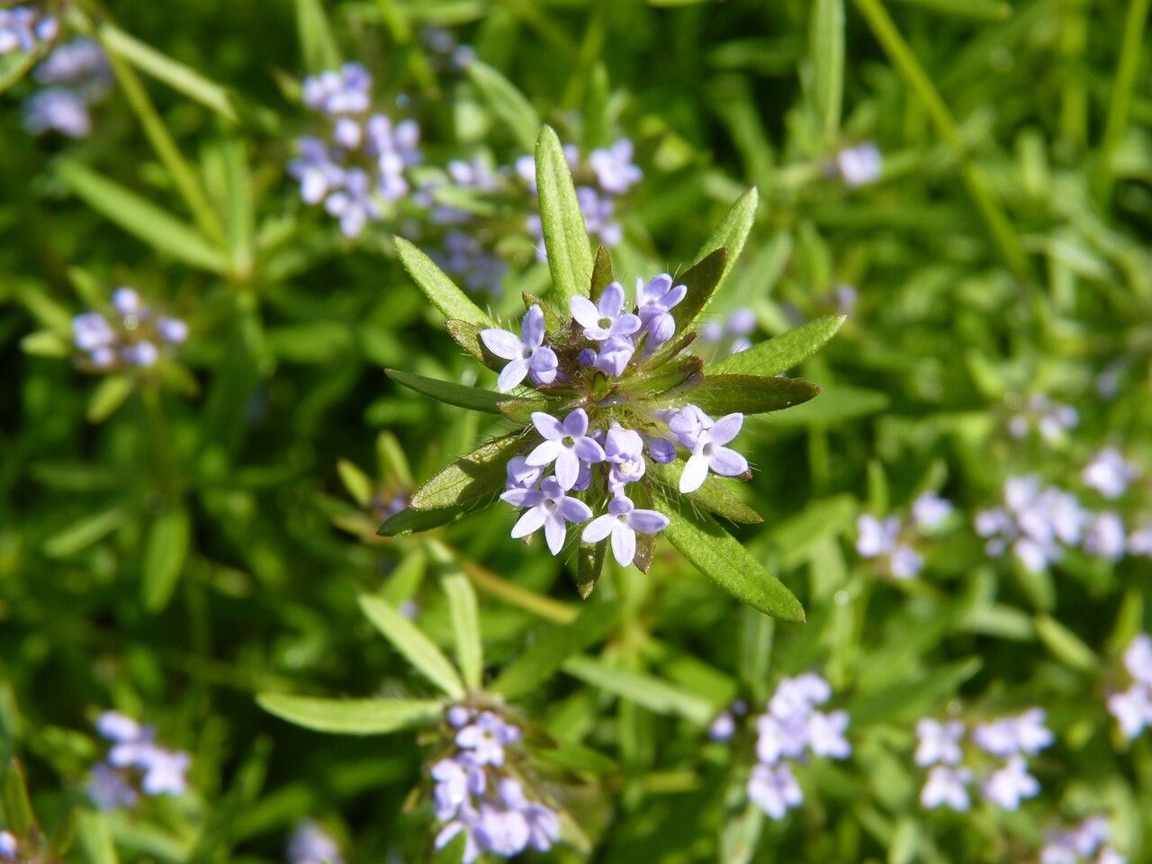 Asperula arvensis flower