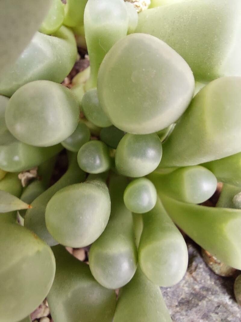 Frithia pulchra leaf