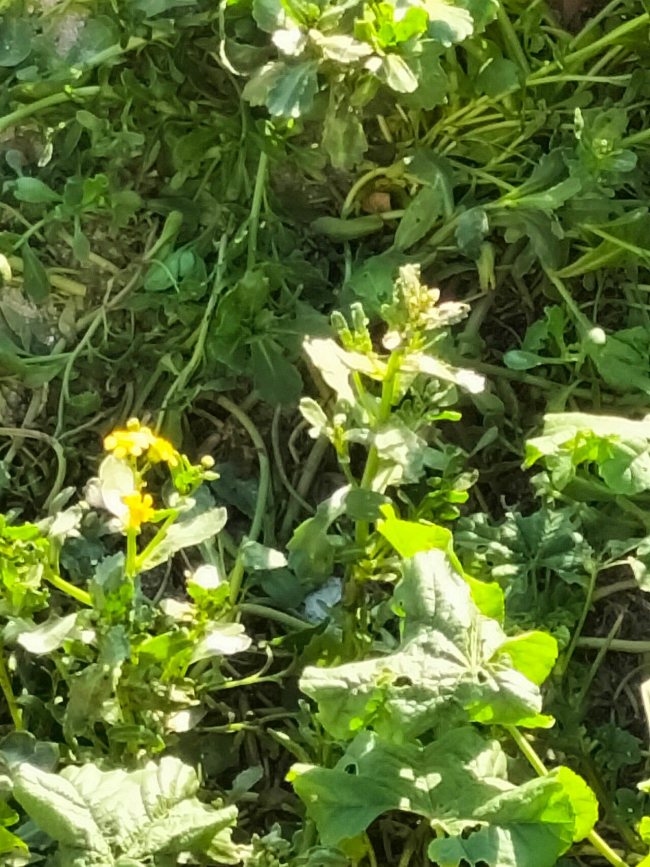 Senecio littoreus — search result for 'Senecio'