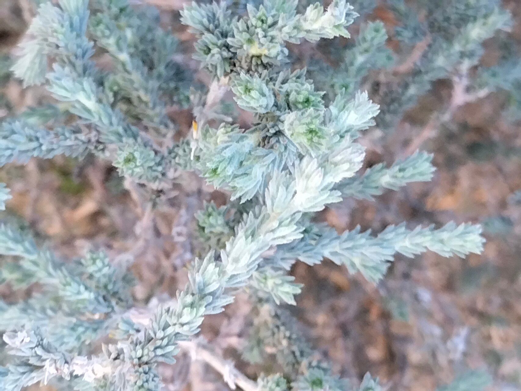 Aspalathus cymbiformis — houseplant care guide