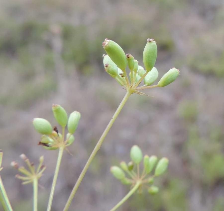 Peucedanum ruthenicum fruit