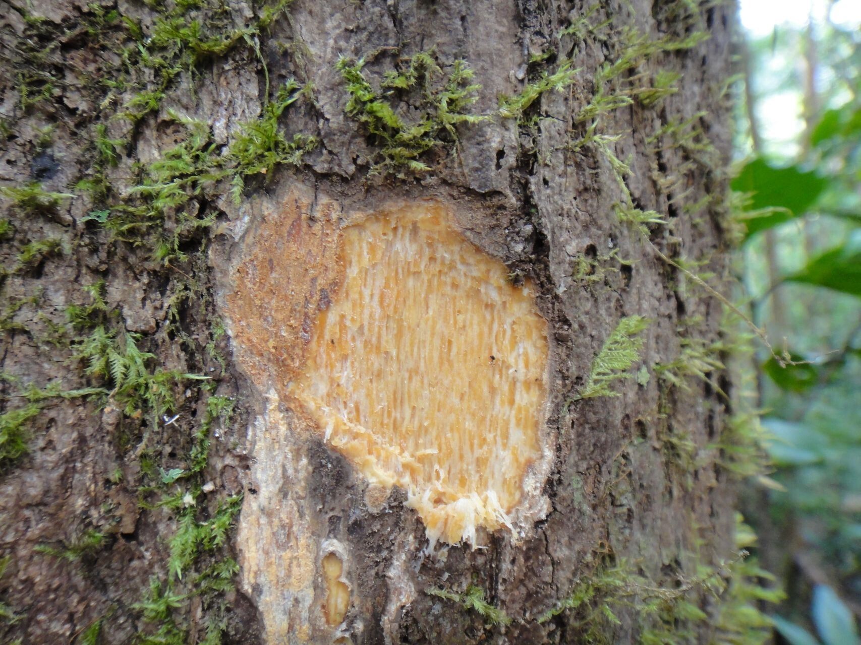 Gmelina magnifica bark