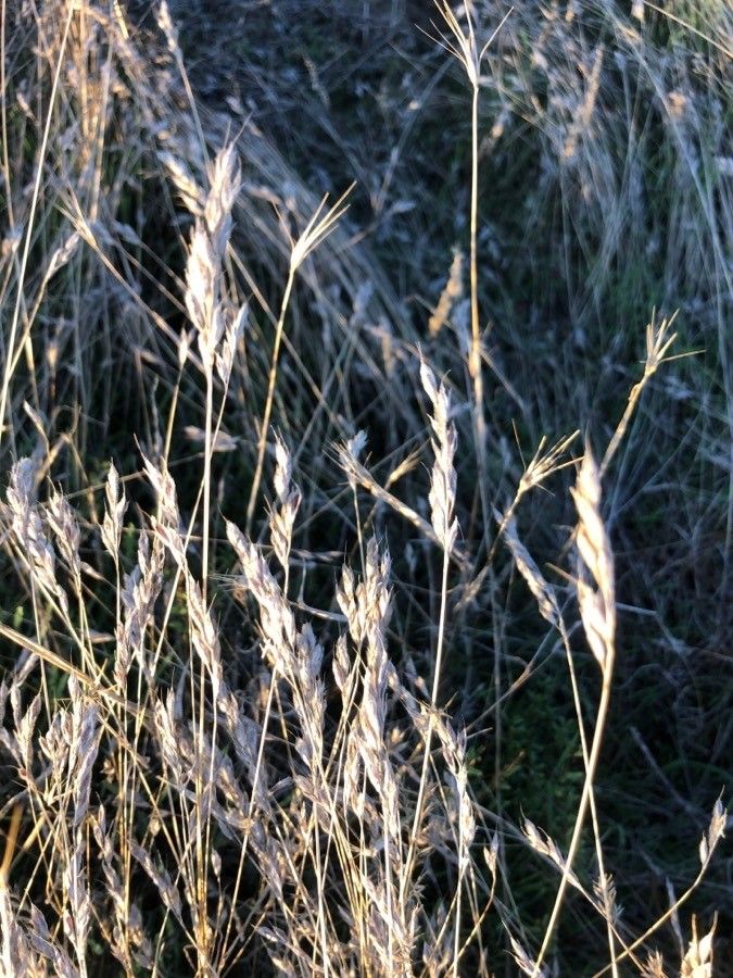 Hyparrhenia hirta fruit