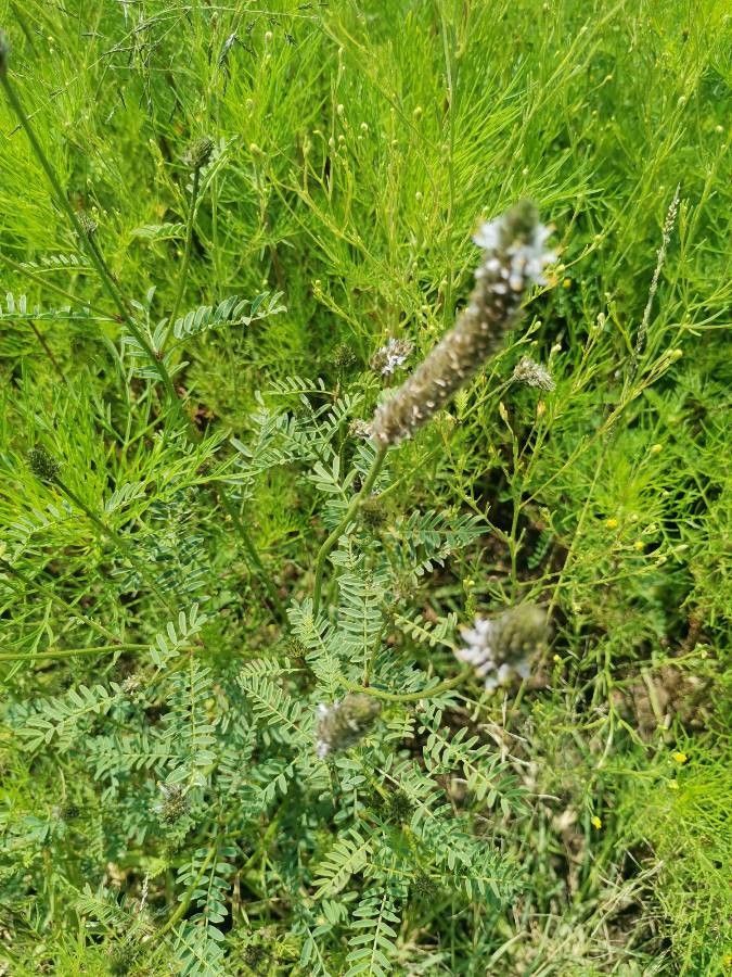 Dalea leporina flower