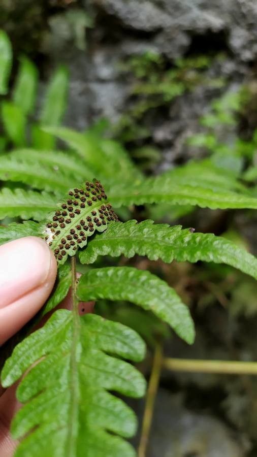 Pleocnemia irregularis — related species from the same genus