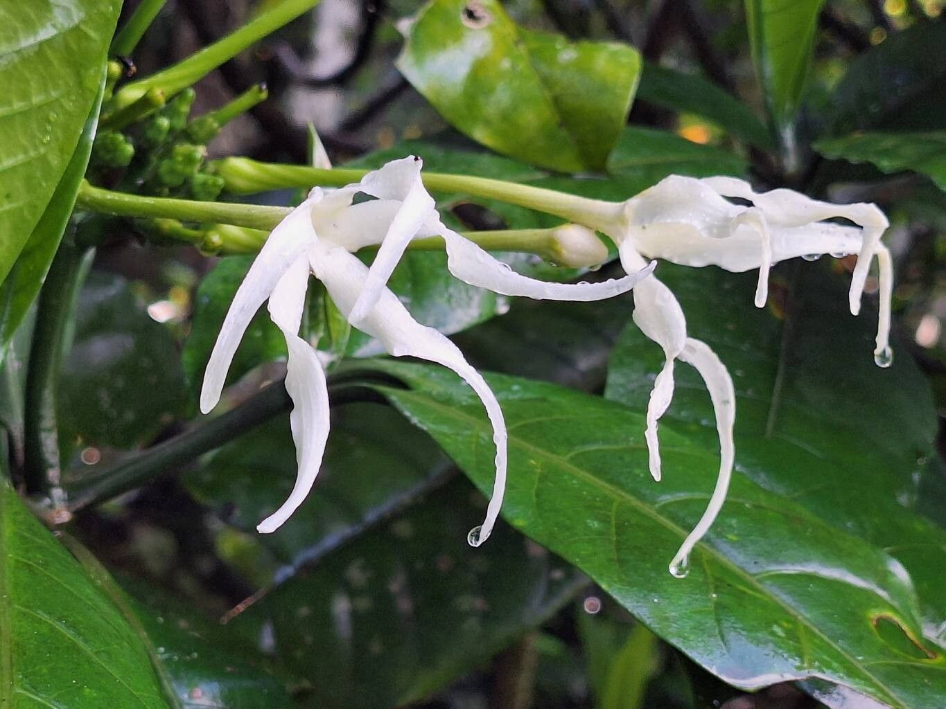 Tabernaemontana odoratissima flower