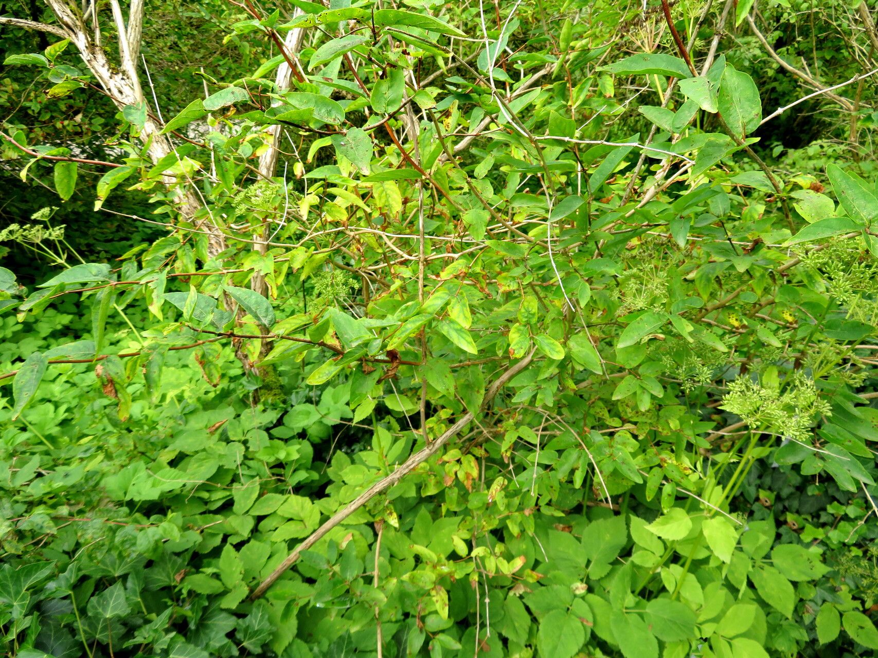 Lonicera myrtilloides habit