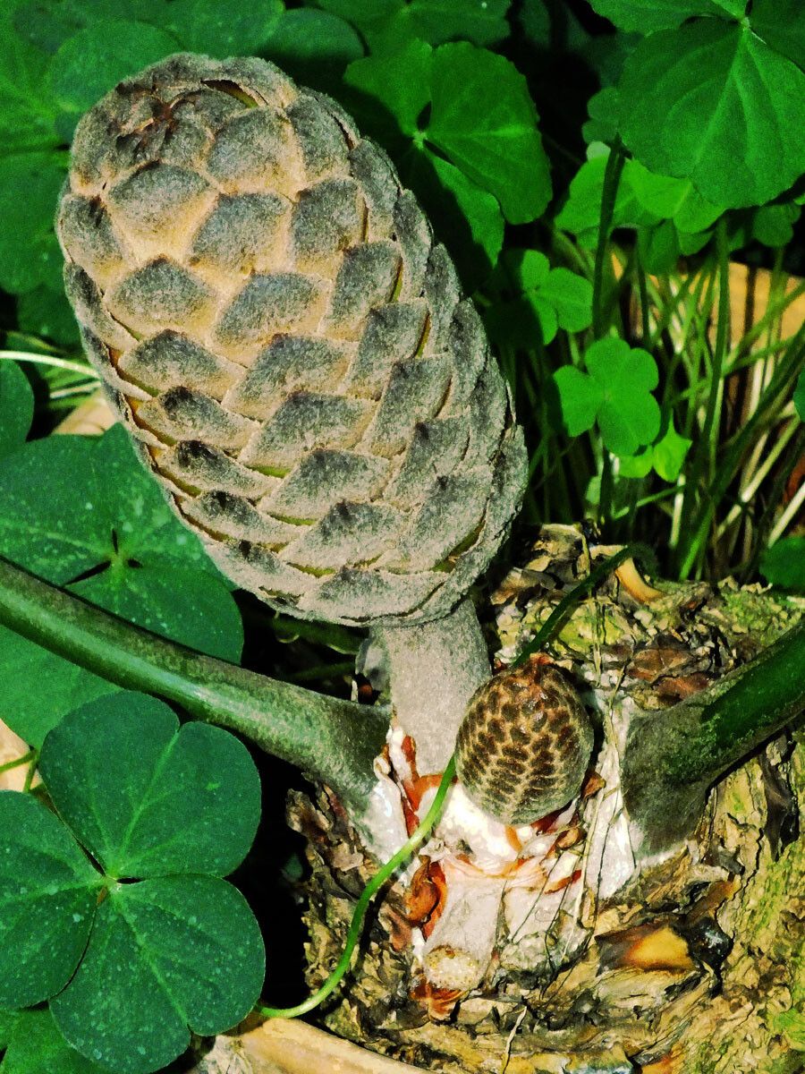 Stangeria eriopus flower