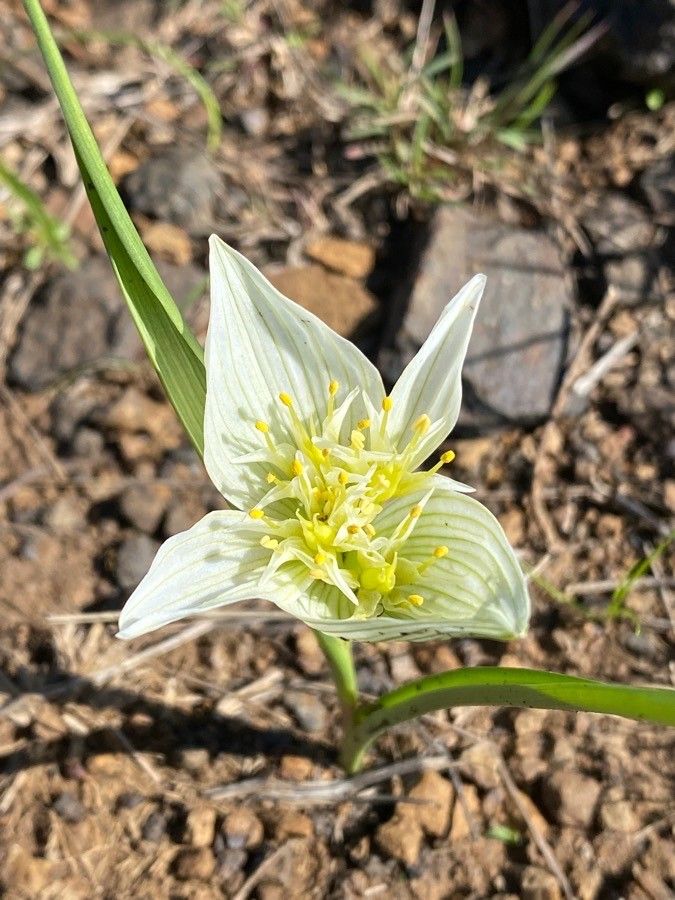 Colchicum striatum flower