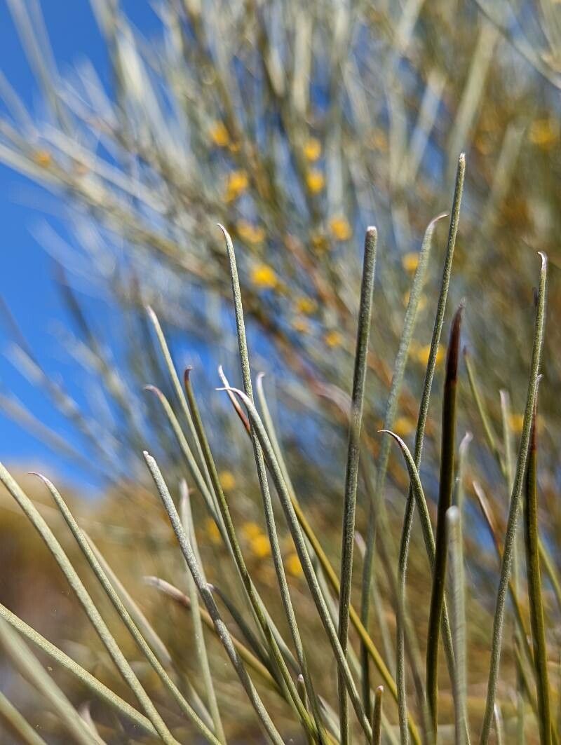 Acacia loderi — houseplant care guide