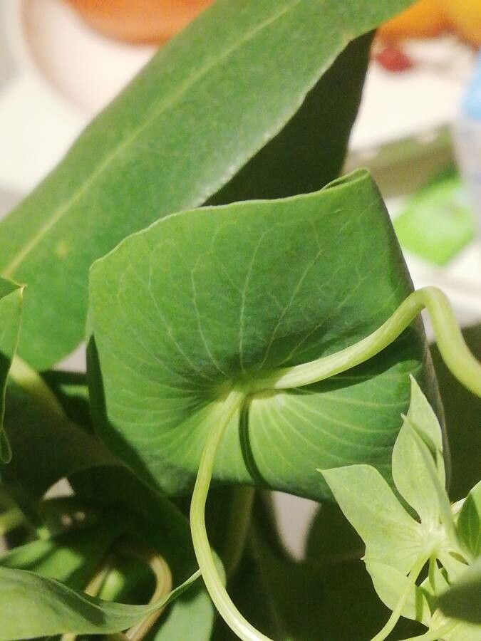 Bupleurum rotundifolium — search result for 'Bupleurum'