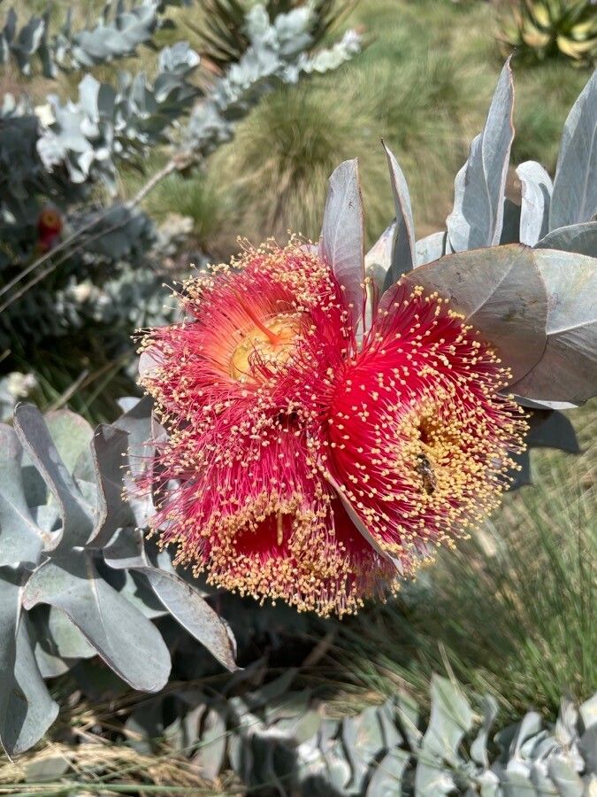 Eucalyptus macrocarpa flower