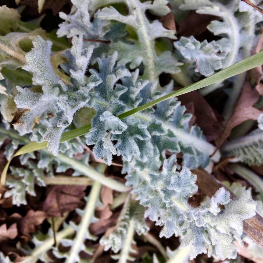 Glaucium flavum — search result for 'Papaveraceae'