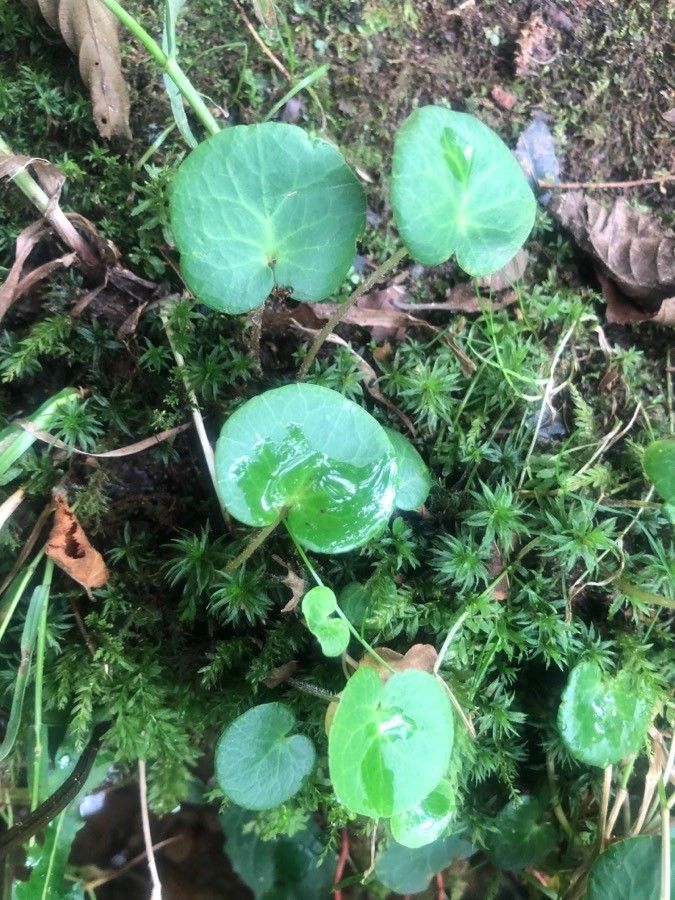 Soldanella villosa leaf
