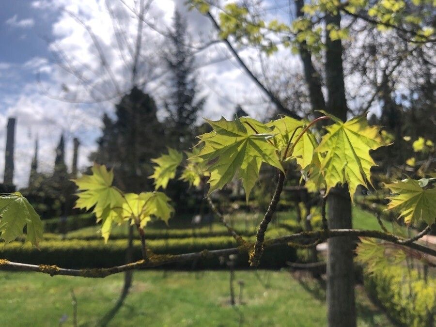 Acer truncatum — search result for 'Acer'