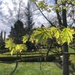 Acer truncatum