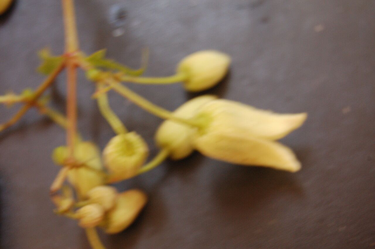 Clematis connata fruit