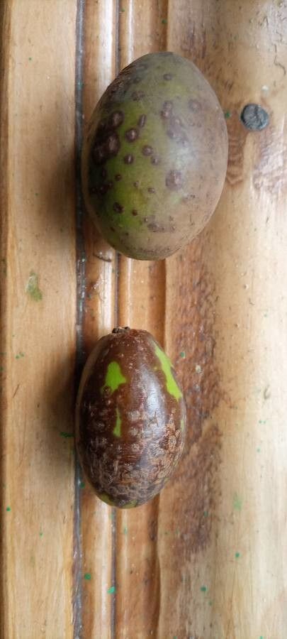 Melia volkensii fruit