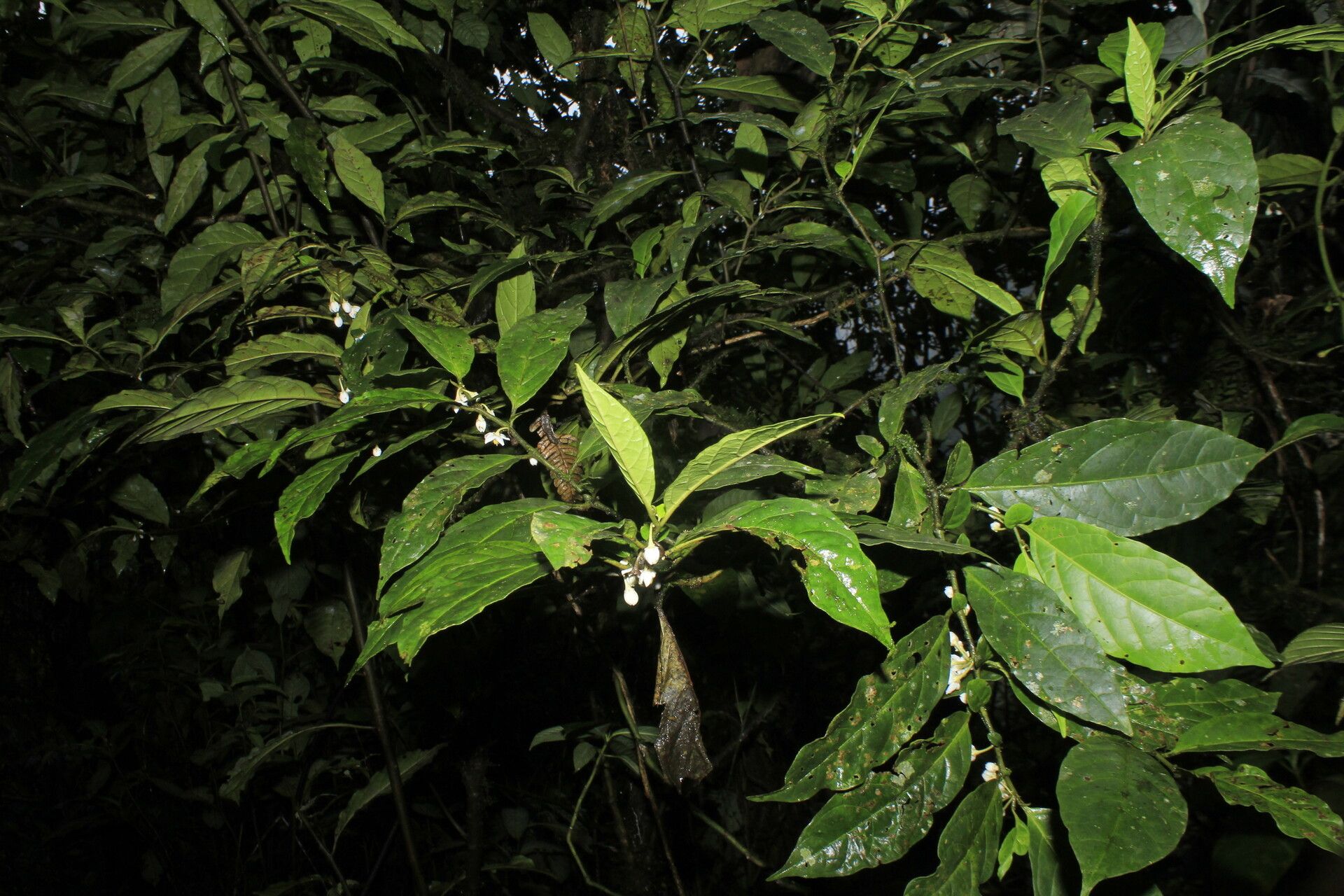 Solanum deflexiflorum habit