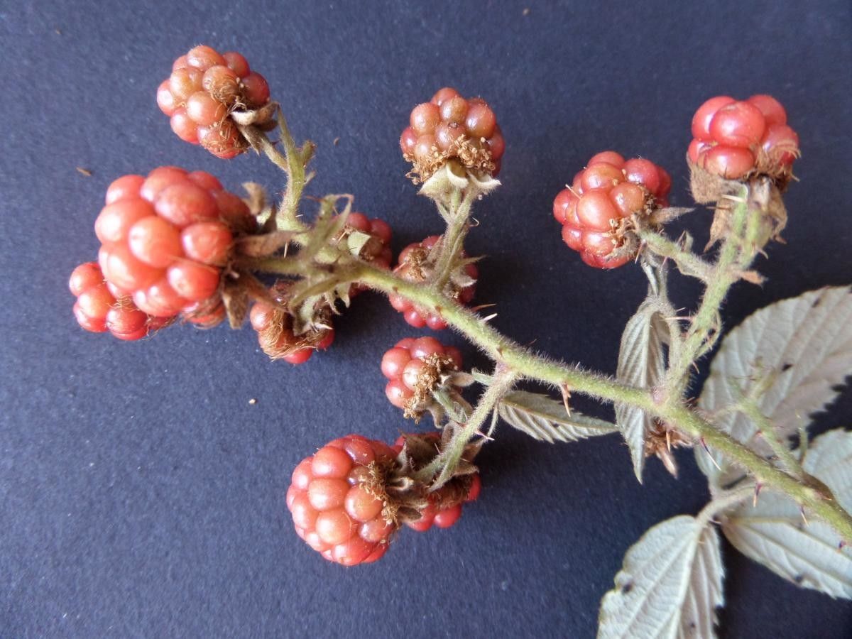Rubus leightonii fruit